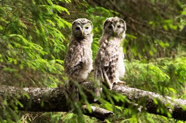 Owlets