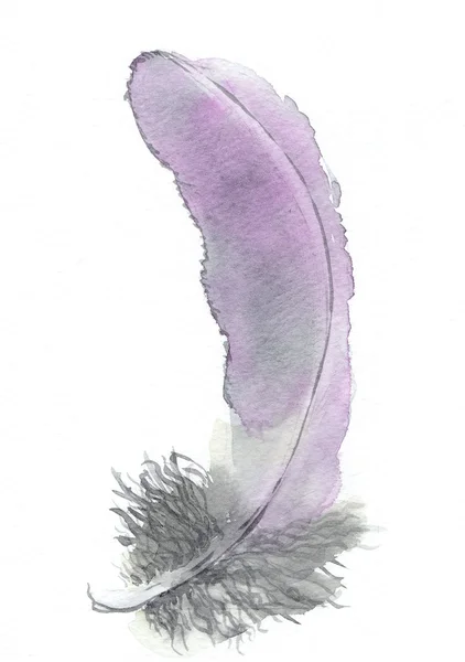 Фиолетовое перо на белом фоне — стоковое фото