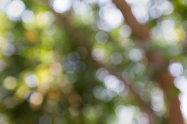 Kızdırma hafif darbe doğal ağaç bokeh ve güneş ışığı 