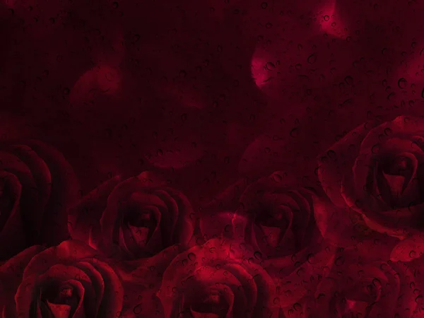 Romantiska rosor och vatten droppe abstrakt valentine bakgrund — Stockfoto