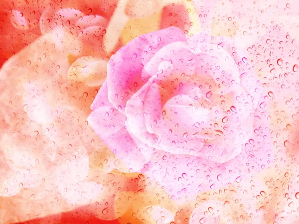 Romántica sombra de rosa con gota de agua en la placa de espejo de vidrio — Foto de Stock