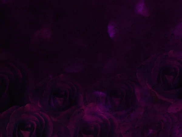 Romantique rose violette avec goutte d'eau sur plaque miroir en verre pour une — Photo