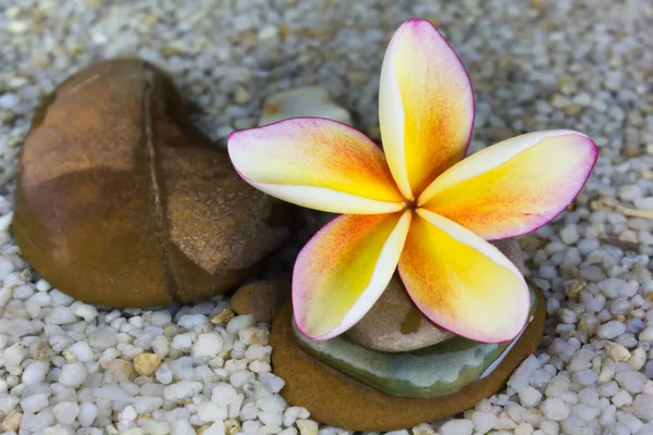 Plumeria or frangipani on water and pebble rock — Stock Photo, Image