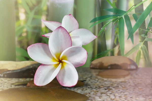 Fontanería o frangipani en agua y roca de guijarro con árbol de bambú — Foto de Stock
