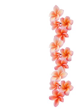Güzel tatlı Pembe çiçek plumeria veya frangipani izole