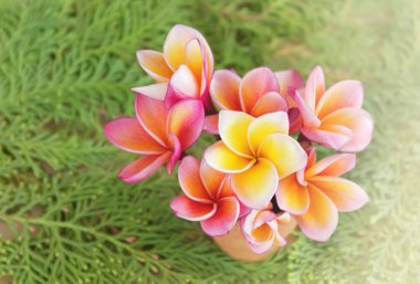 Mini çiçekler grup yeşil çam yaprağı arka plan üzerinde küçük vazoda