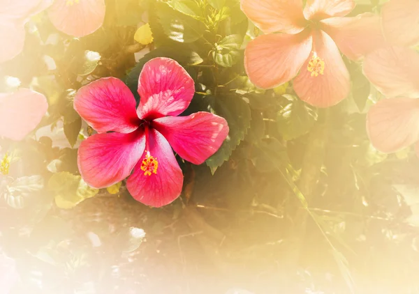 Flor chinês rosa árvore no colorido verão humor fundo — Fotografia de Stock