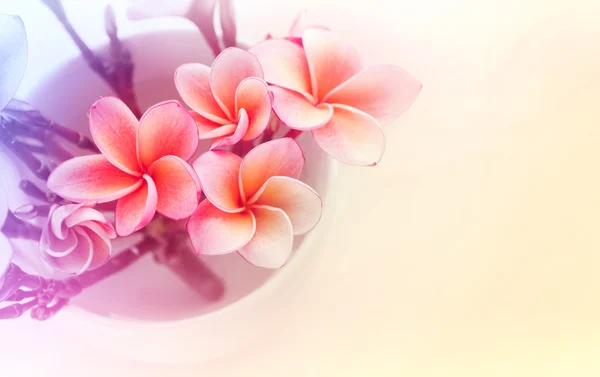 (Soft vintage) rosa frangrant flores plumeria ou frangipani em — Fotografia de Stock