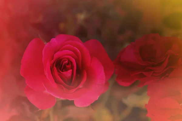 Concepto de amor abstracto fondo rosa roja dulce en Drea romántico —  Fotos de Stock