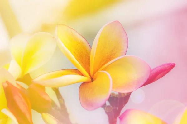 Romántico humor suave color frangipani amarillo rosa flor —  Fotos de Stock