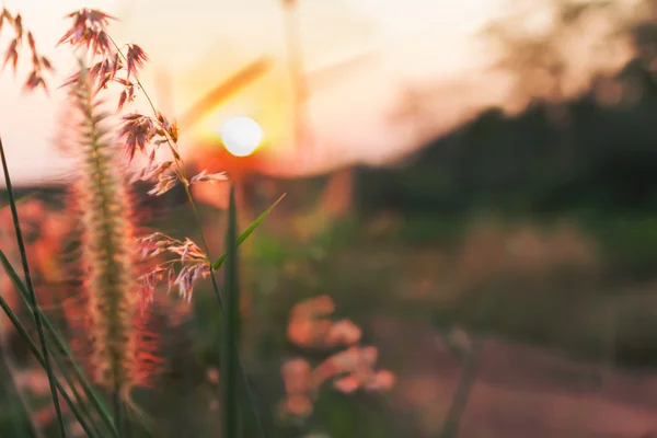 Romantic twilight nature view of grass flower and sunset