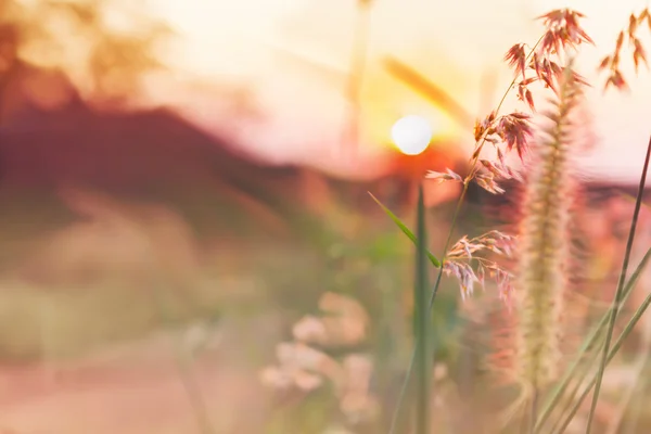 Romantische rosa Farbe Ton Natur Ansicht der Grasblume und Sonnenuntergang — Stockfoto