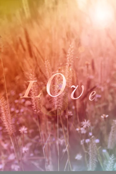 Texto amor sobre fondo borroso hierba campo de flores en colorido — Foto de Stock