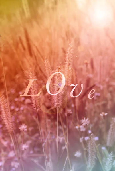 Texto amor sobre fondo borroso hierba campo de flores en colorido — Foto de Stock