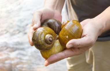 Şelale den büyük salyangoz wat ile sunan adam ellerini yukarıya kapatmak