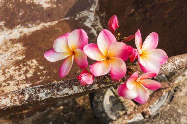 Frangipani veya plumeria pembe pas sepeti çiçek