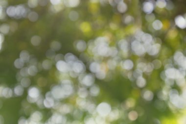 Taze yumuşak yeşil renk bokeh bush ağaç ve güneş ışığı