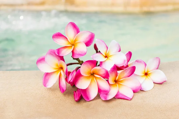 Krásný růžový květ plumeria nebo keře parta na rock dlaždice — Stock fotografie
