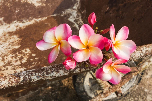 Frangipani oder plumeria rosa Blume auf Rostkarren — Stockfoto