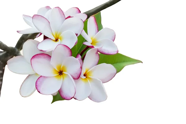 Fleurs franches plumeria ou frangipani sur blanc — Photo