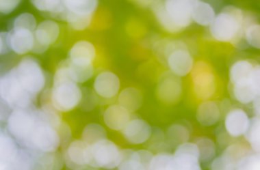 Taze yaz renk yeşil sesi yumuşak bokeh arka plan