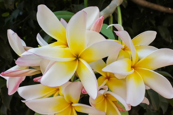 Sladké žluté květinku plumeria nebo keře parta — Stock fotografie