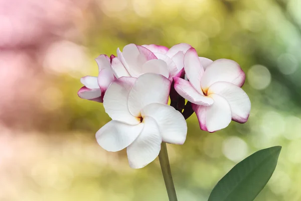 Piękny biały kwiat plumeria kilka w senny rano bokeh su — Zdjęcie stockowe