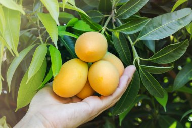 El ve ağaç bahçe manzaralı altında tek mango Erik meyve