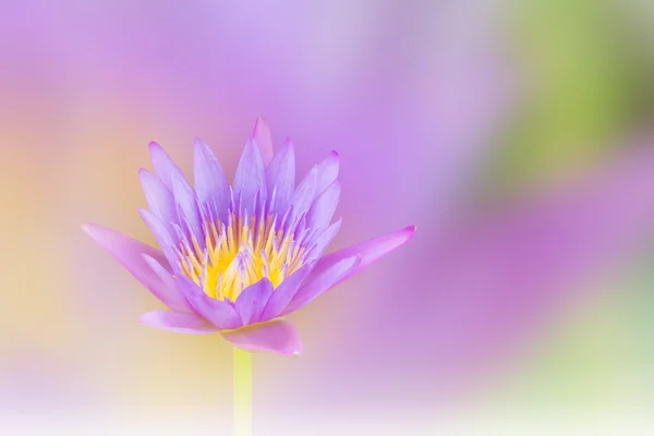 Hermosa flor de loto púrpura de ensueño violeta sobre pastel suave — Foto de Stock