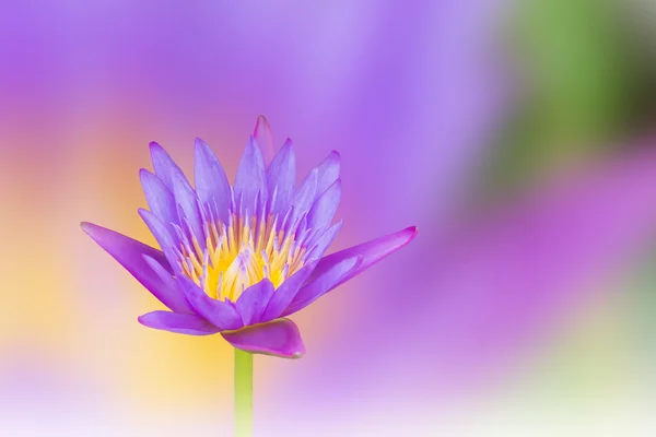 Hermosa flor de loto púrpura de ensueño violeta sobre pastel suave —  Fotos de Stock