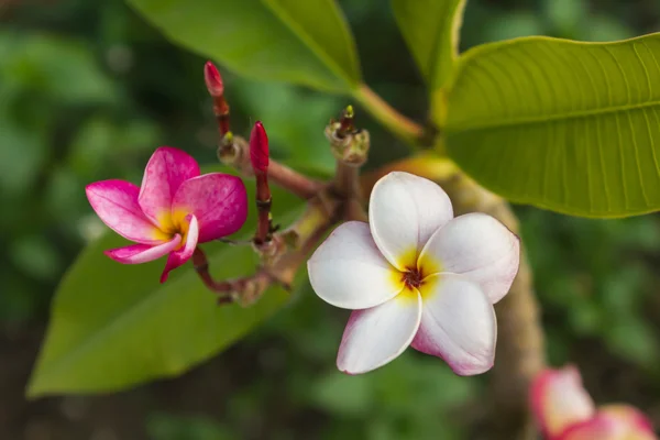 Sladká růžová květina plumeria parta a přirozená — Stock fotografie