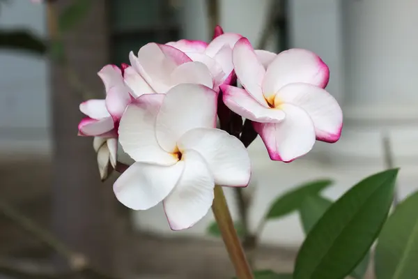 Sladká růžová květina plumeria parta a přirozená — Stock fotografie
