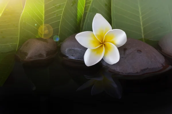 Flor blanca plumeria o frangipani en piedra rocosa y agua — Foto de Stock