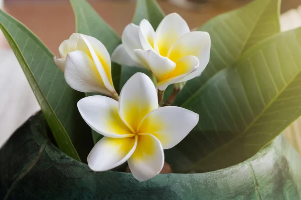 Linda encantadora fragrante branco amarelo flor plumeria ou fran — Fotografia de Stock