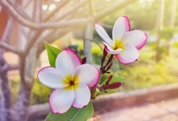 Schöne süße weiße rosa Blume plumeria Bündel im heimischen Garten — Stockfoto