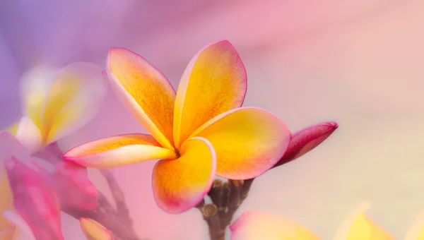 Romântico suave humor cor frangipani amarelo rosa flor — Fotografia de Stock