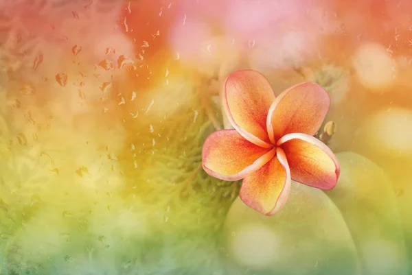 Plumeria ou flor de frangipani com fundo abstrato desfocado r — Fotografia de Stock