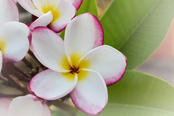 Piękny kwiat różowy słodki plumeria kilka na drzewo z szczęśliwy f — Zdjęcie stockowe