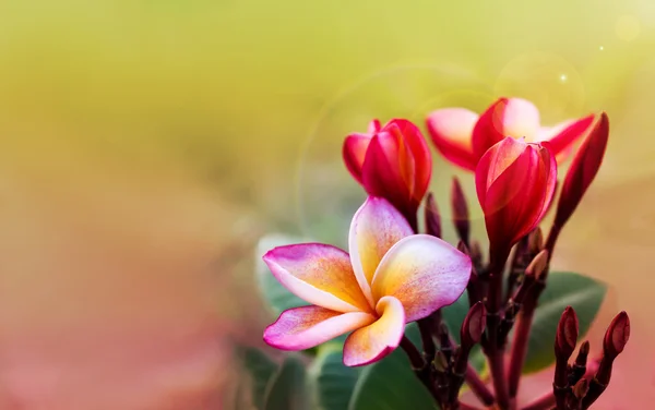 Romantische weiche Stimmung Farbe Frangipani gelb rosa Blume auf Traum — Stockfoto