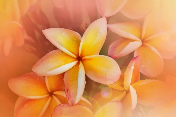 Romântico suave humor cor frangipani amarelo rosa pastel flor — Fotografia de Stock