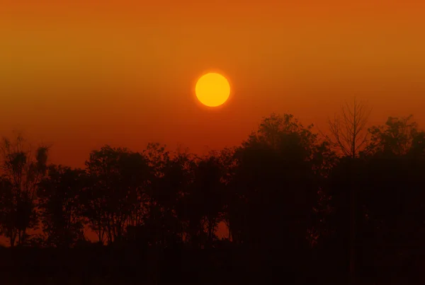 Naturaleza fondo puesta de sol en el crepúsculo color y fila de arbusto de árbol — Foto de Stock