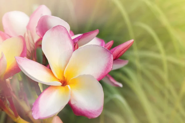 Hermosa flor rosa dulce plumeria ramo en drea verde natural —  Fotos de Stock