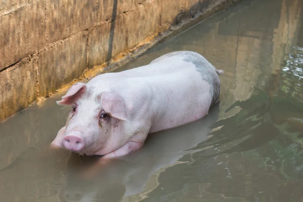 Single big pig playing in water — Stock Photo, Image