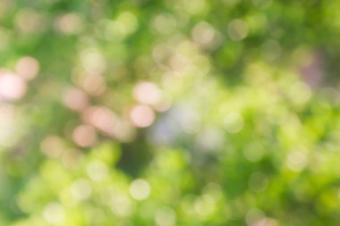 Yumuşak ruh ağacı bokeh arka plan bulanık