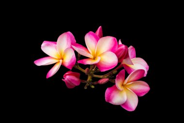  Frangipani veya plumeria izole pembe çiçekler demet 