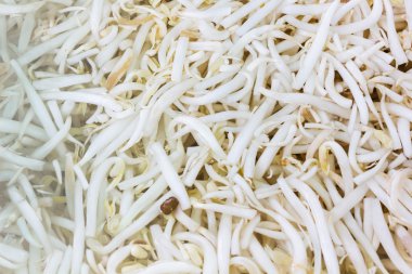 Fasulye filizi, sebze gibi yenen su üzerinde yüzen