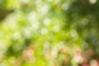 Fresh soft green colour bokeh bush tree and for abstract nature 