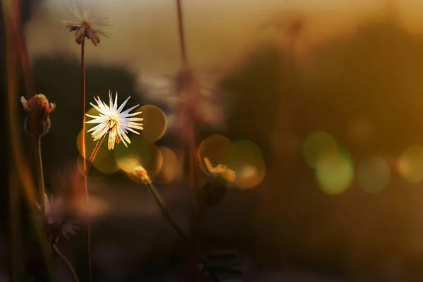 Erba bianca fiore di umore morbido tra sole tramonta luce e bokeh, crepuscolo con la natura, bel fiore al crepuscolo — Foto Stock