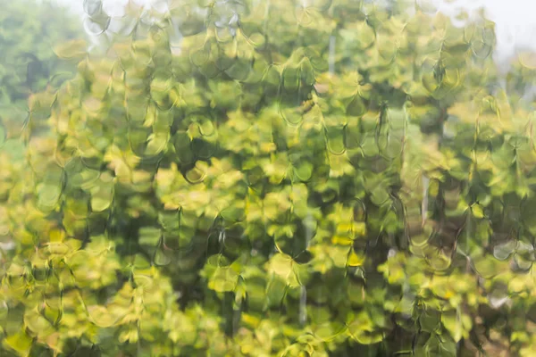 Αφηρημένο πράσινο φυσικό φόντο του νερού βροχής σε γυάλινη πλάκα καθρέφτη, βροχερή εποχή, βροχή και δέντρο — Φωτογραφία Αρχείου
