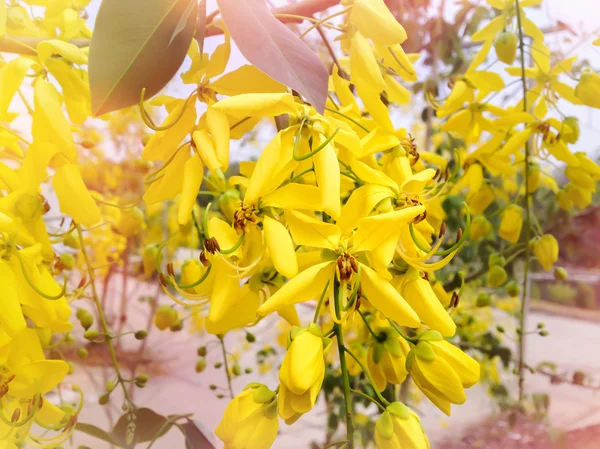 Arbre de douche doré fleur ou bouquet jaune fistule Cassia dans la nature, fleur jaune — Photo